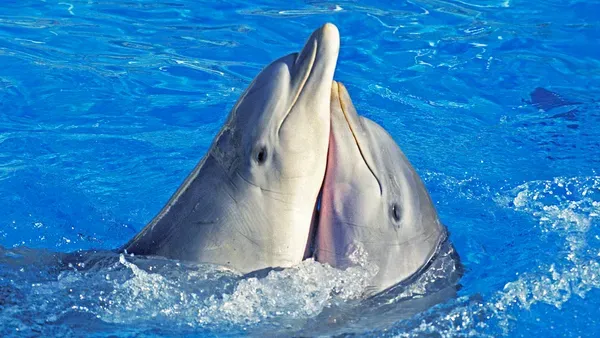 Study Suggests Same-Sex Attraction Evolved in Mammals to Reduce Conflict