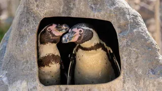 Same-Sex Penguins Hatch, Raise Baby Chick in Win for At-Risk Species