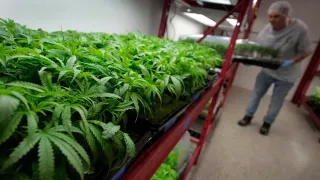 What to Know About Trump's Potential Change in Federal Marijuana Policy