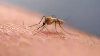 What Is the Chikungunya Virus Now Transmitted in the US for the First Time in Years?